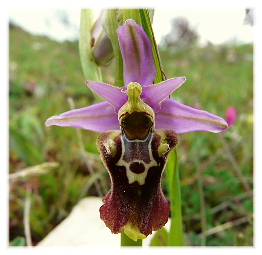 Ophrys apulica